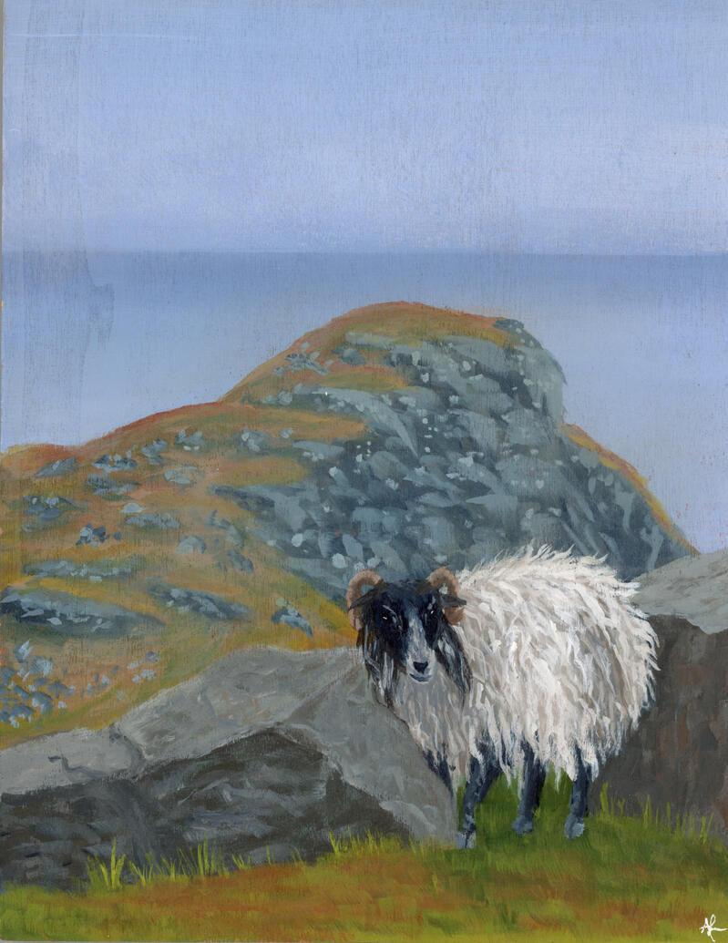 A sheep perched on the side of a mountain near the Sliabh Liag cliffs in Ireland